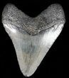 Juvenile Megalodon Tooth - South Carolina #52976-1